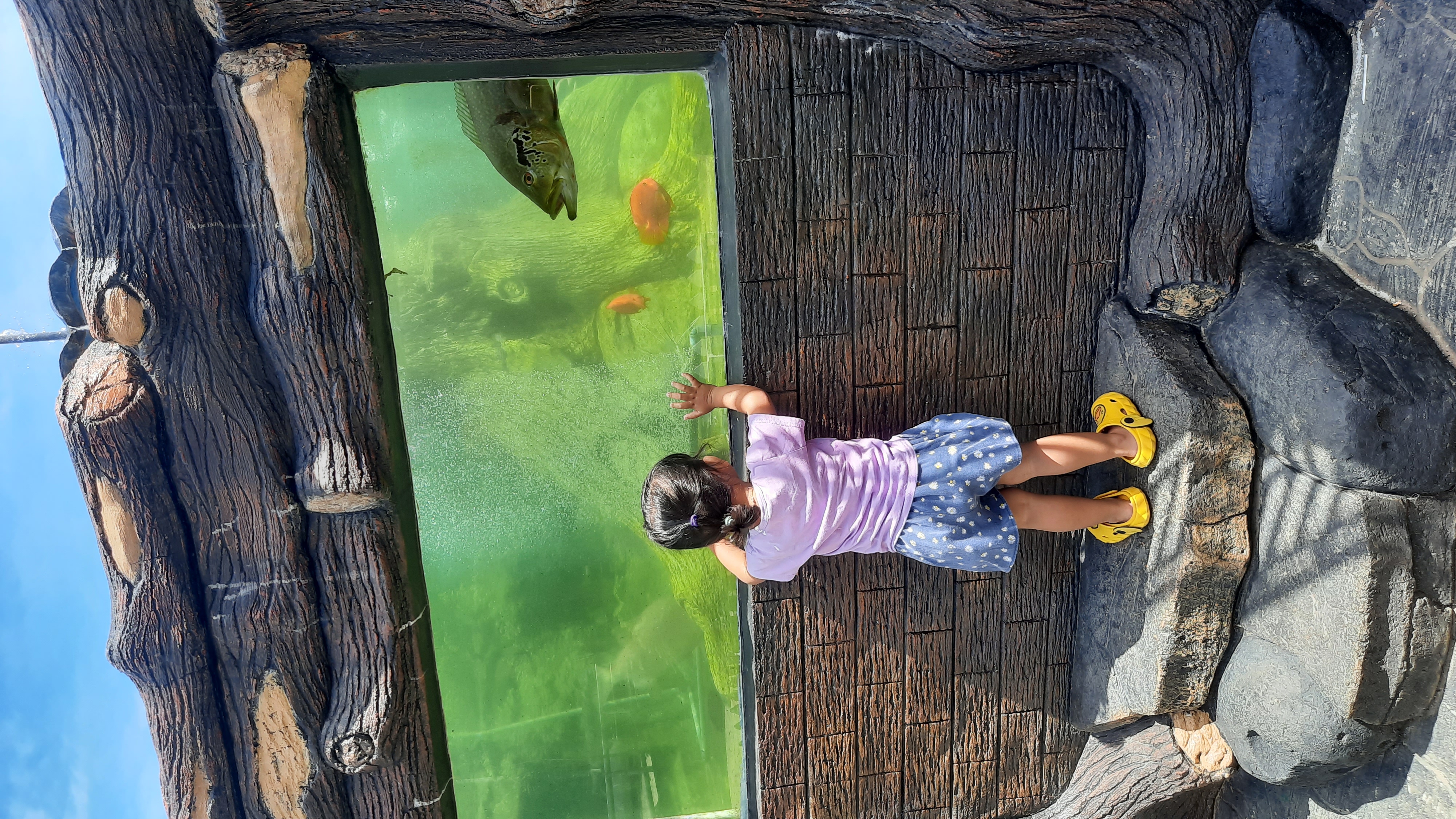 Melihat Ikan di Mega Tank Istana Stable