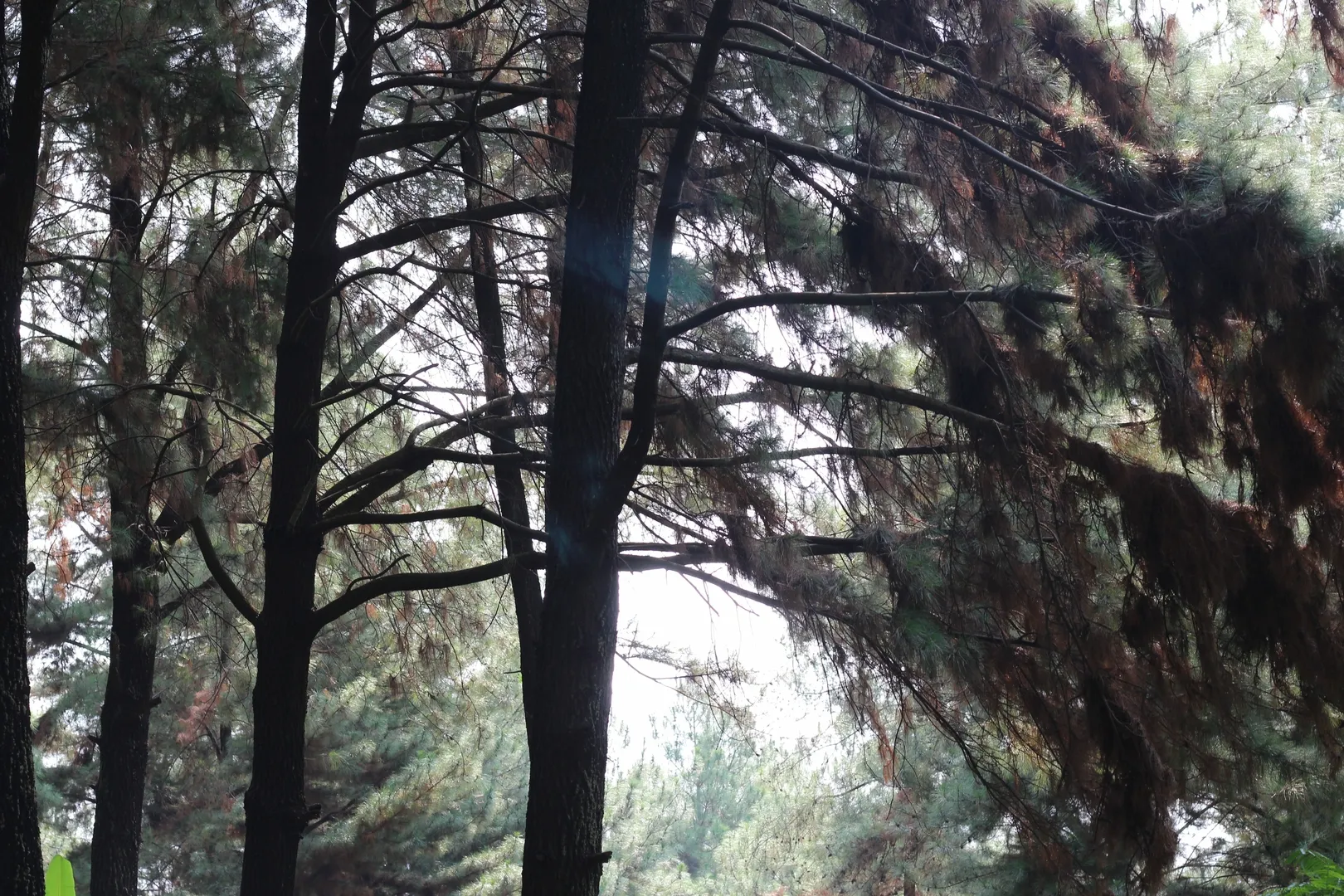 Hutan Pinus Bukit Sanghyangdora